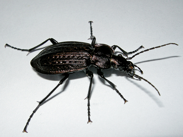 Carabus granulatus